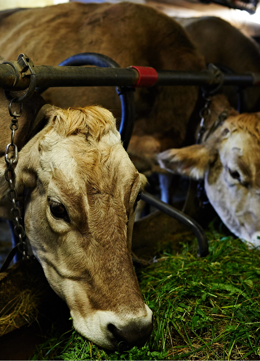 Richiesta nei mercati dei contadini