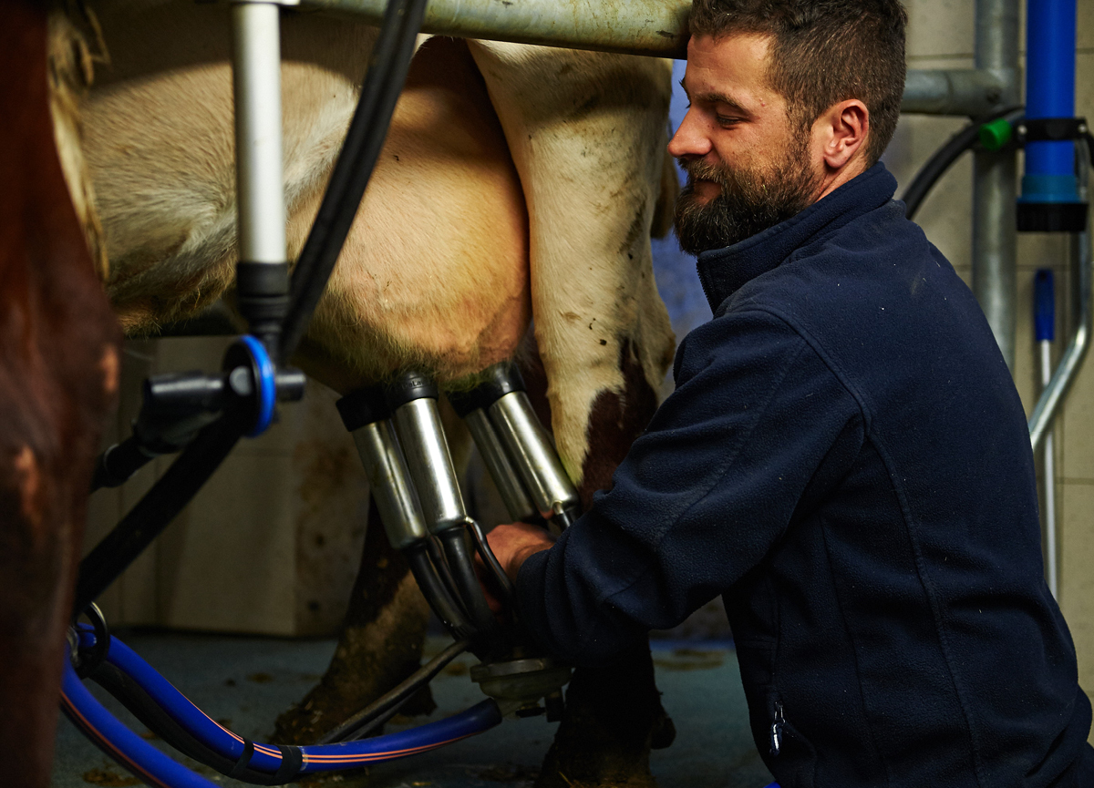 Un marchio di benessere per le mucche Un marchio di benessere per le mucche